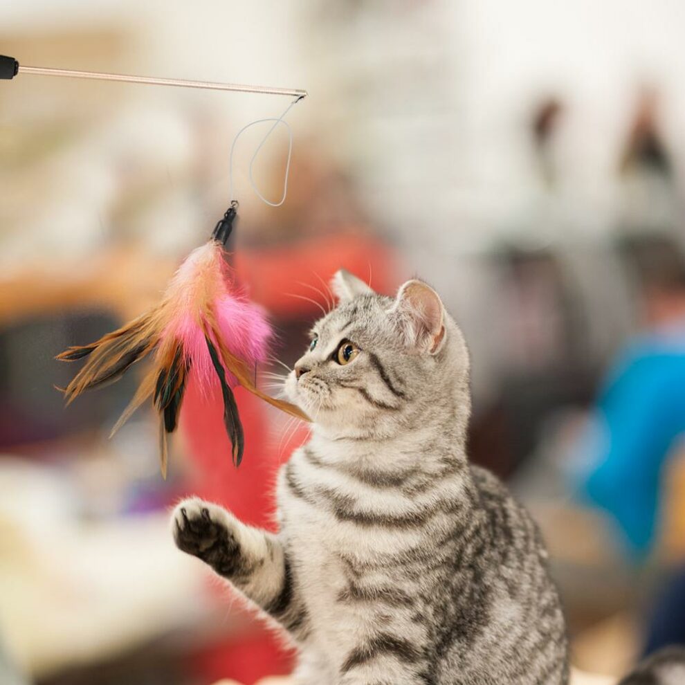 Retractable Interactive Cat Fishing Rod Toy With Feather Replacements
